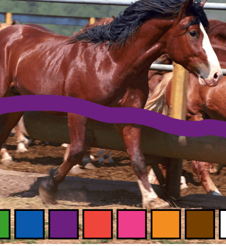 How to Play Equine Sketching