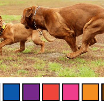 How to Play Dog Sketch Workshop